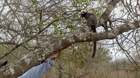 Na natureza selvagem. Macacos da caatinga comendo banana. Sertão de Porto da Folha, em 08-11-2020.