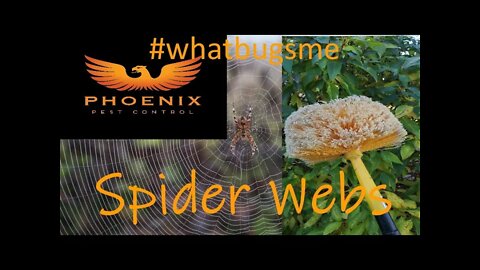 How to remove Spider Webs #whatbugsme