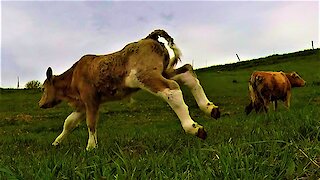 Joyful newborn calf has serious case of the zoomies