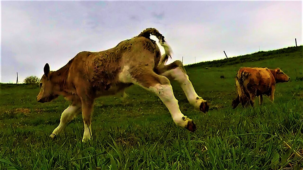 Joyful newborn calf has serious case of the zoomies