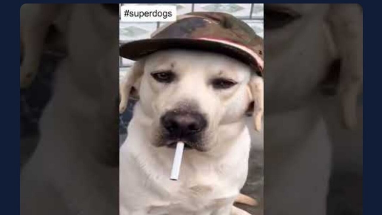 This Dog should be on PEAKY BLINDERS.