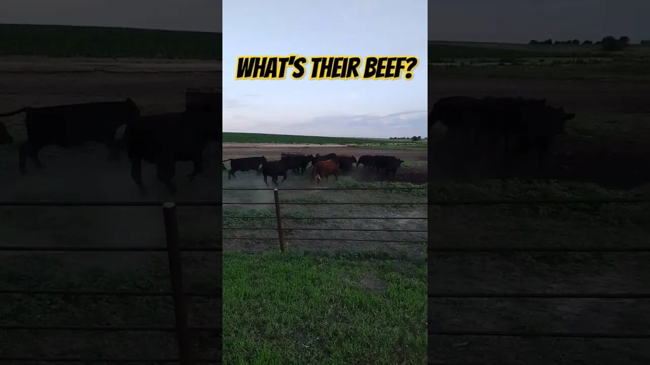 Do NOT Do THIS to a Herd of Cows
