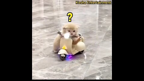 Cat riding a bike🥰🤩