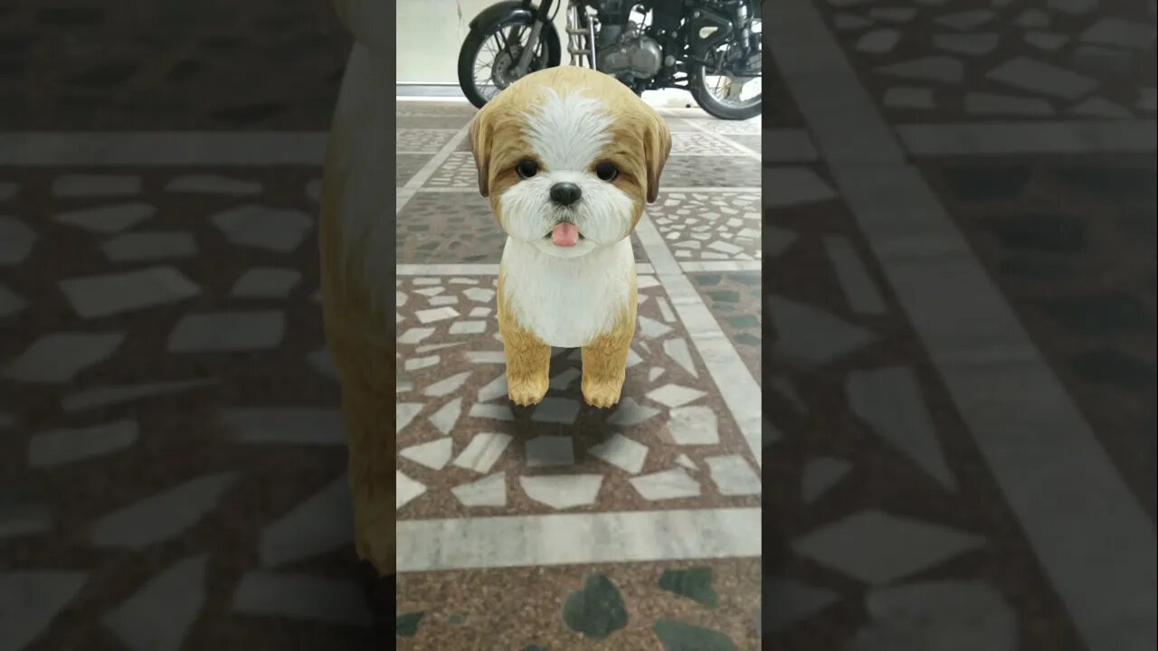 Virtual Shih Tzu.. Still So Cute | Joy Stream