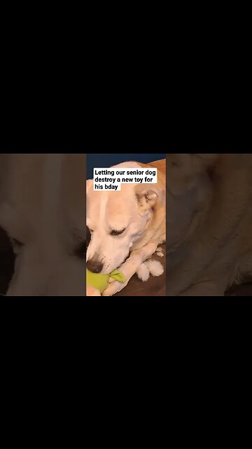 I'm 14! Wish Me a Happy Birthday #dog #cute #dogmeme #doggo #woofer