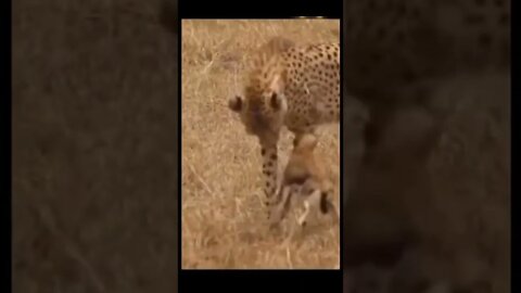 Leopard is playing with baby antelope