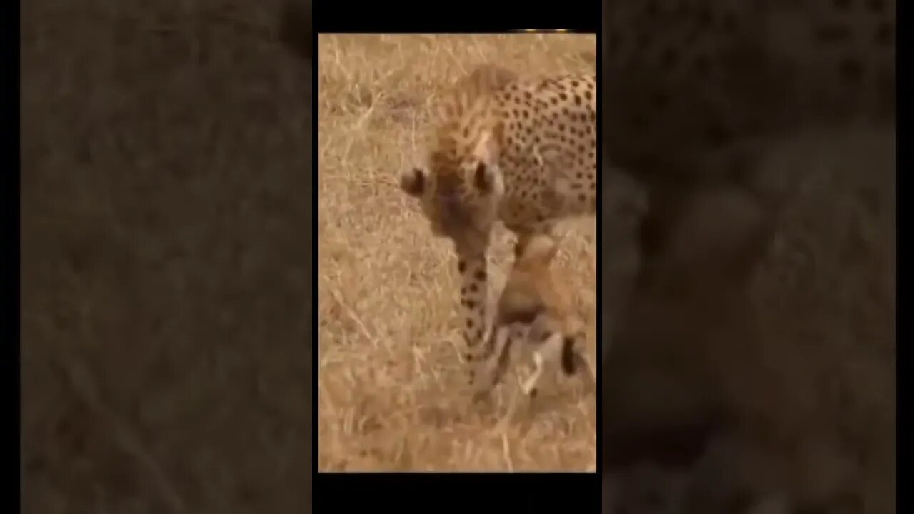 Leopard is playing with baby antelope