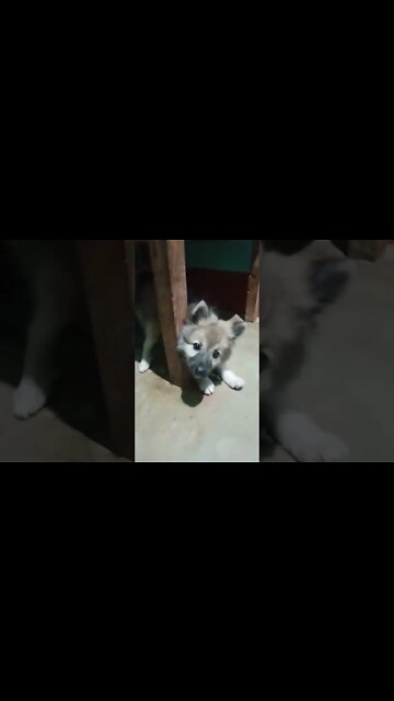 cute #dog short video| cute puppy shorts| #short #shortvideo #firstshortvideo #cutedog #dogs #shorts