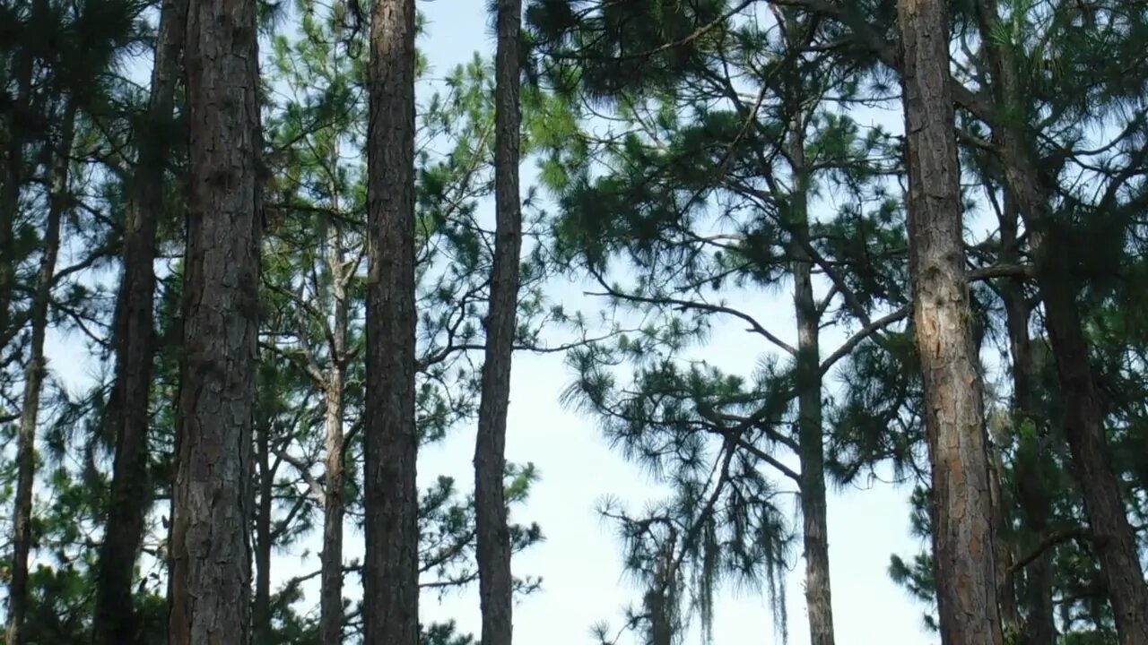 Wildlife playing in the back yard