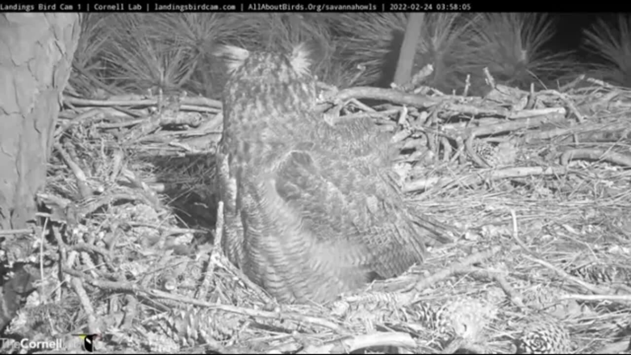 Mom Brings Back a Rat For Breakfast 🦉 2/24/22 03:57