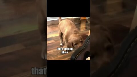 Doggo getting Embarrassed | Funny Voiceover😂