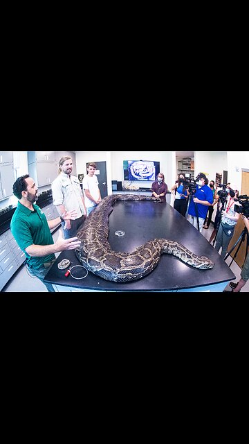 MASSIVE record breaking Burmese Python caught in Florida 🐍
