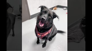 Pet of the week: Pepper