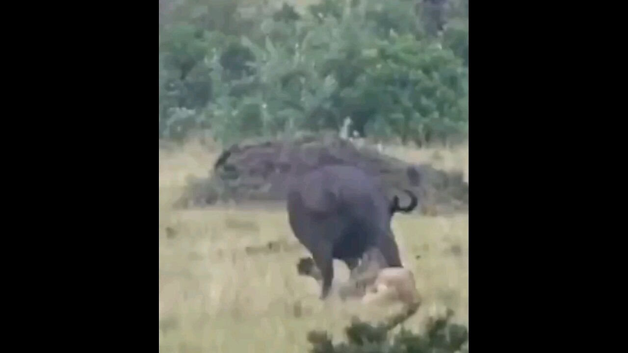 Lion Catch Buffalo Leg