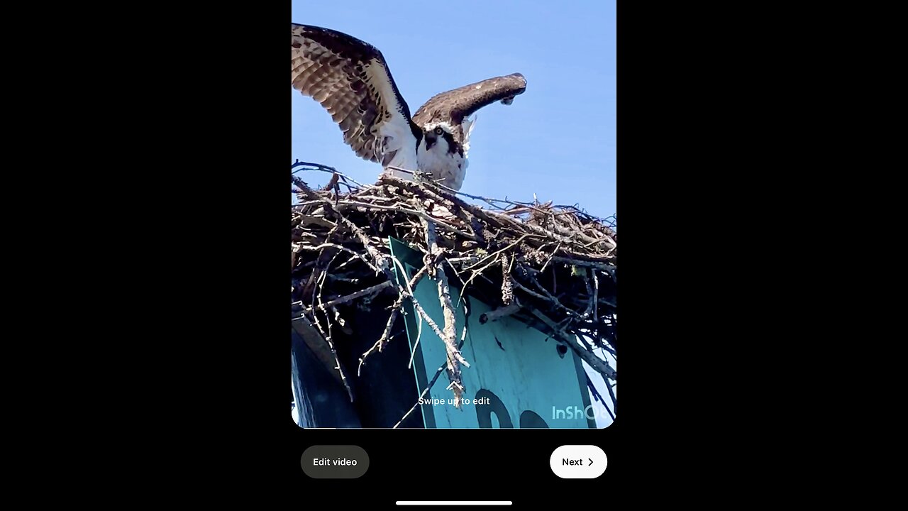 Ospreys defend their nest