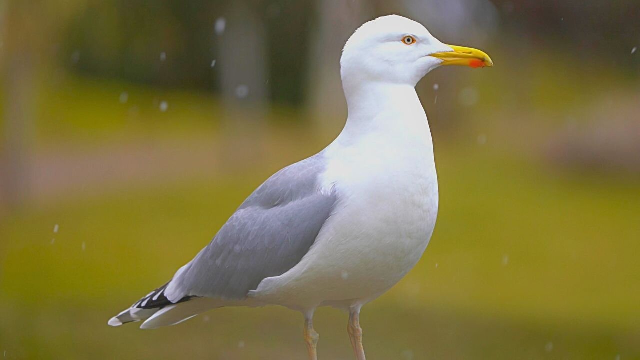 European Herring Gull Standing on Rock in Light Spring Snowfall