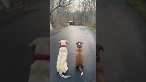 These two dogs are patiently waiting for their young masters to come home from school