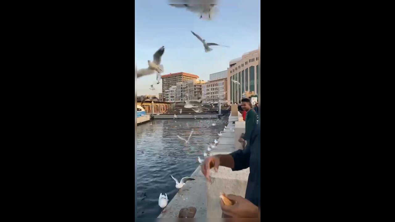 Happy with birds