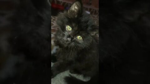 Black Persian Cat 🐱 #cat #cutecat #youtubeshorts #kittens #cute #persiancats #blackcat #zoi #kitten