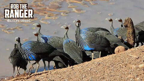 Vulturine Guineafowl Drinking | Samburu | Zebra Plains On Tour