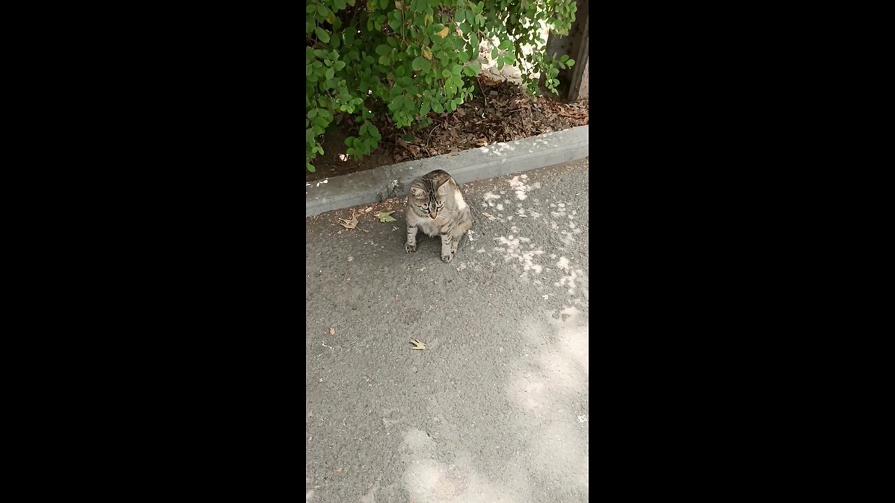 A cute and beautiful cat is resting