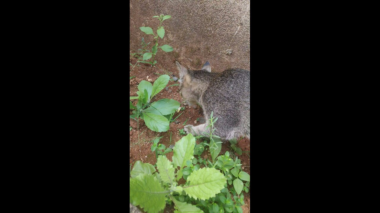 Vegetarian Cat