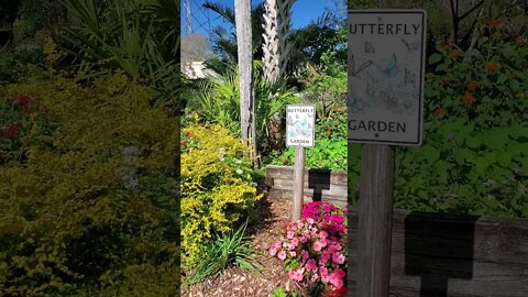 🦋 Beautiful Butterfly Garden 🦋 at Florida Botanical Gardens 🌴🌷🌞 #shorts