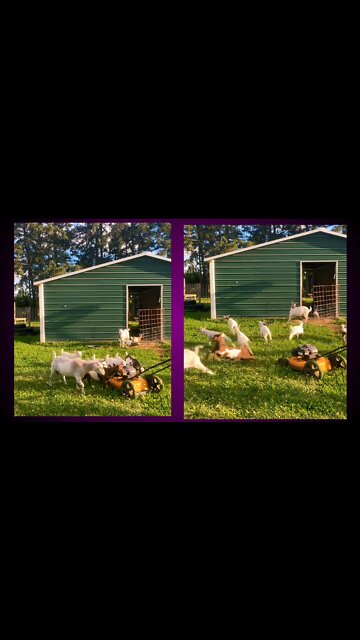 Goats | sleep when's start machine sound | #Entertainment #fun #goat #viral #rumble