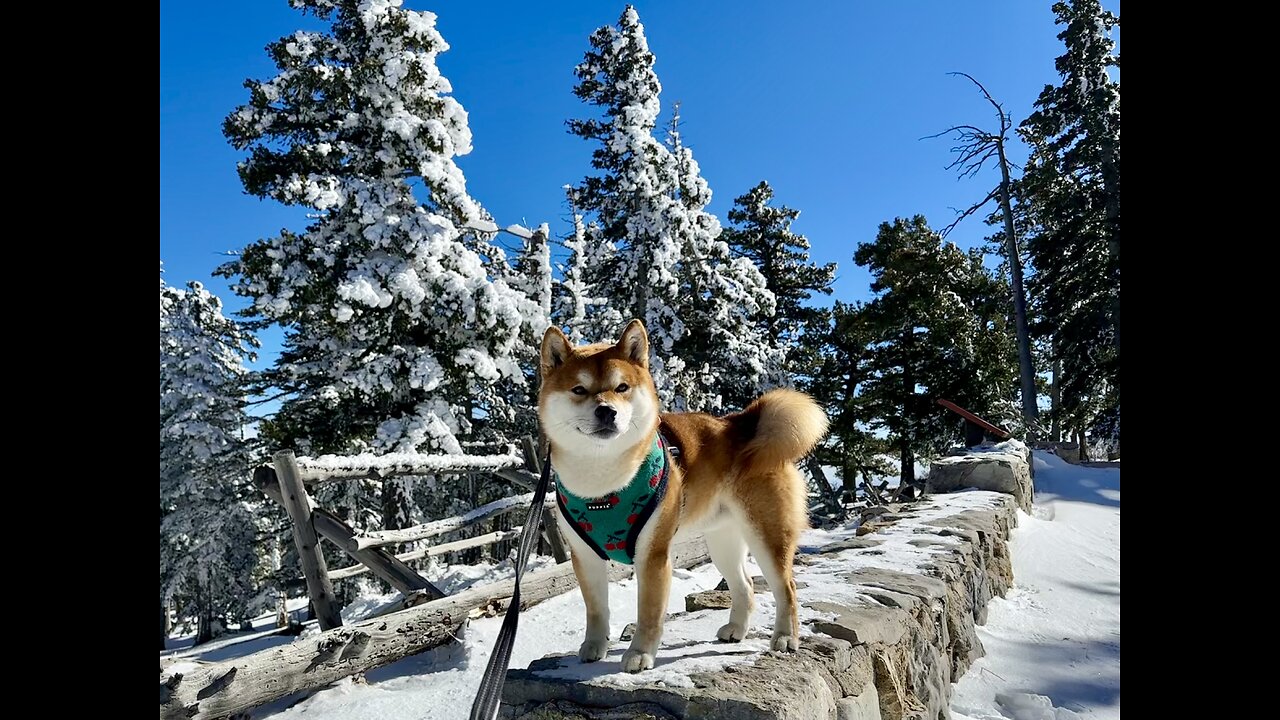 Shiba Inu Playdate, Sandia Crest, NM