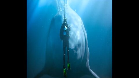 A thousand-year-old giant shark emerges