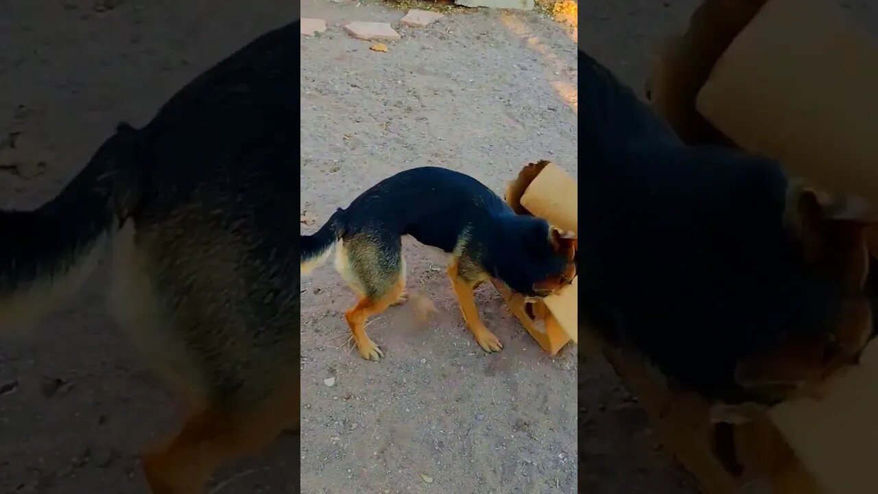 Baby Bella Likes To Box #dog #play #music #shorts