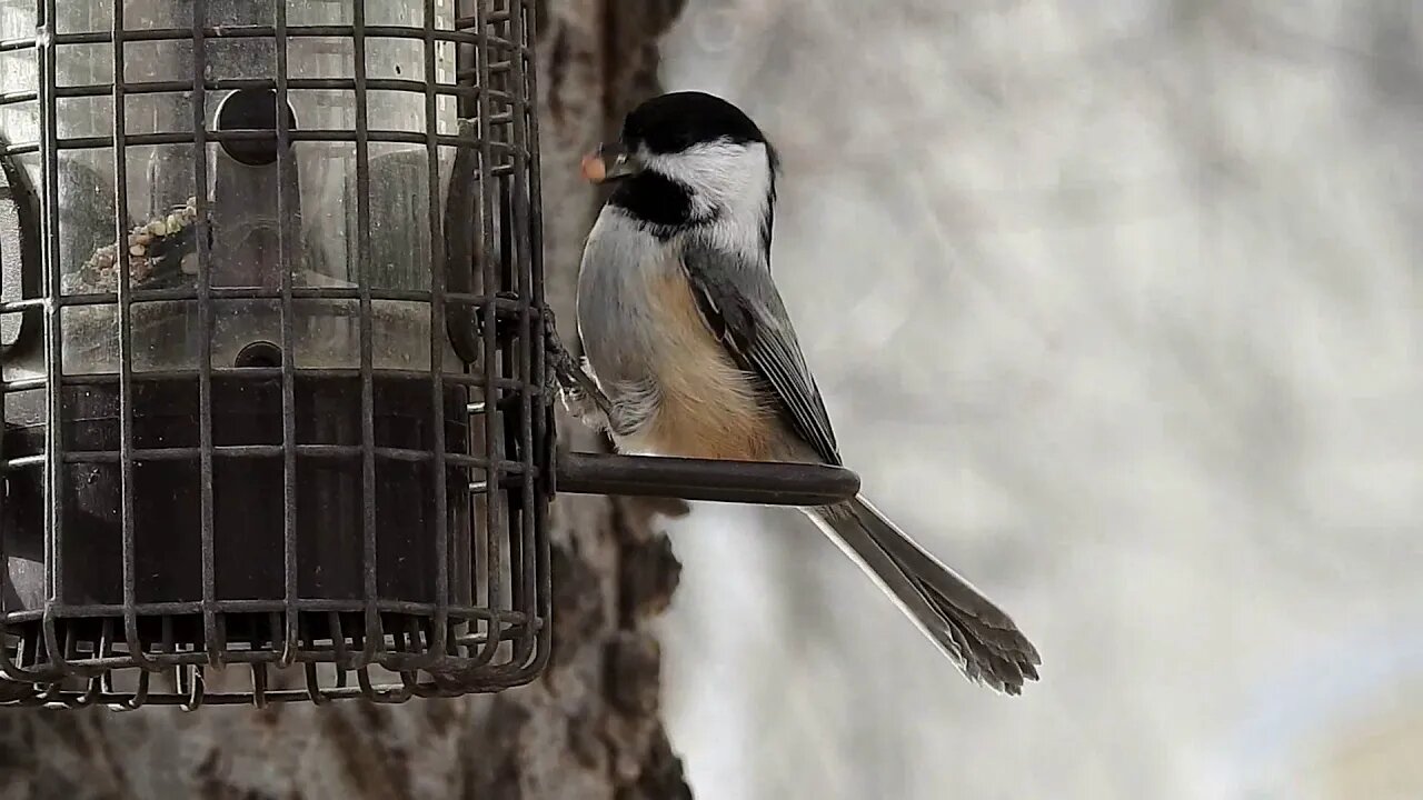 4089 Days Until The End Of The Planet