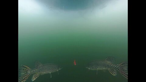 Synchronized Spearing - Darkhouse spearing a double