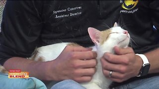 Pet Patrol | Morning Blend