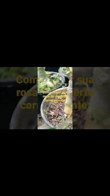 como regar sua rosa do deserto corretamente