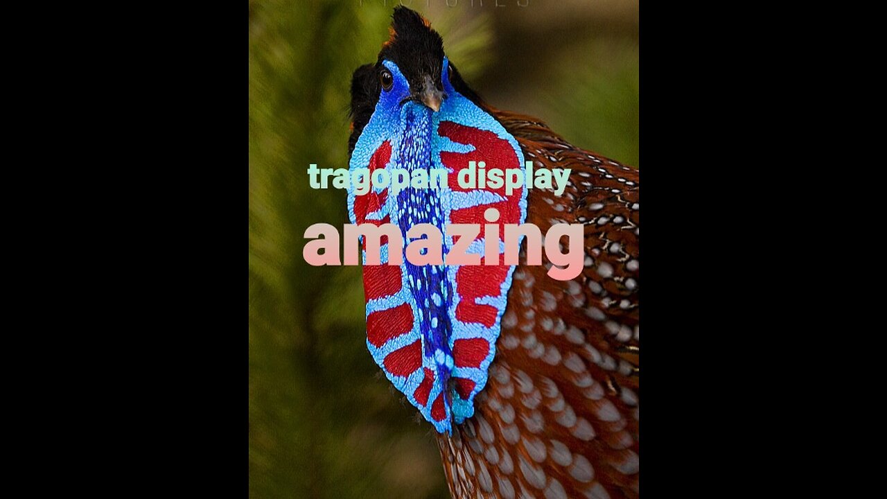 Tragopan display