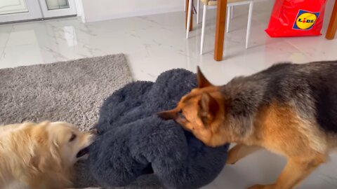 Golden Retriever Protects his bed from a German Shepherd