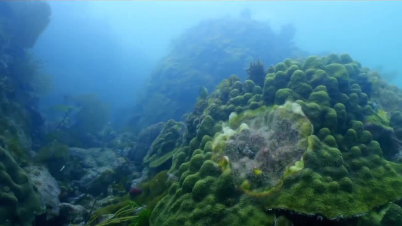 Mote Marine receives NOAA grant to help restore coral reefs in Florida Keys
