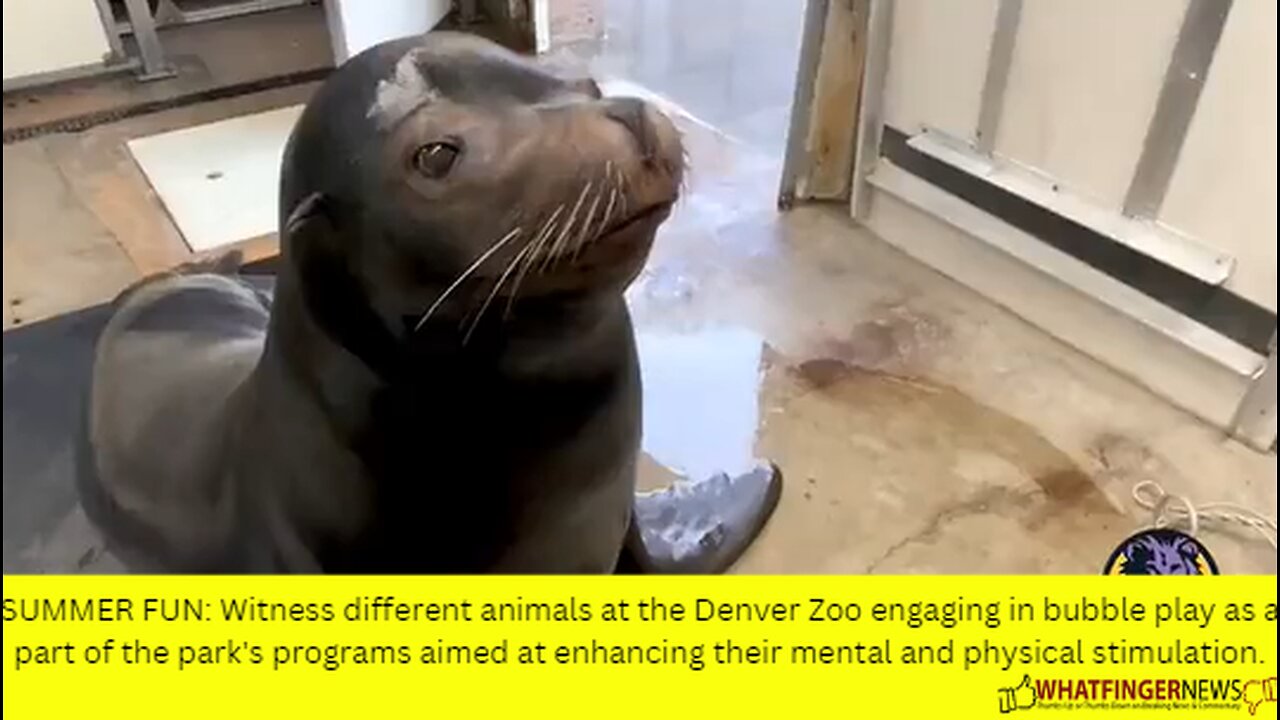 SUMMER FUN: Witness different animals at the Denver Zoo engaging in bubble play