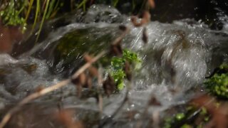 Project uses recycled wastewater to revitalize dry river, bring back wildlife