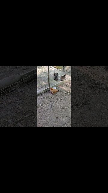 Best friends, a Duck and a Hen