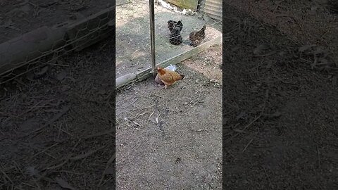Best friends, a Duck and a Hen