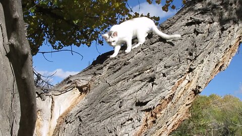 Our Cats #22: Cats Have Fun Playing and Running on Huge Cottonwood Tree