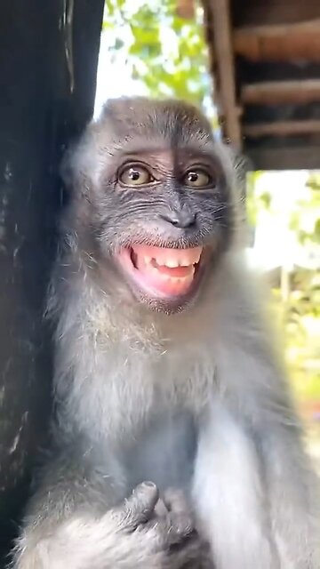 Funniest Monkey Smile ~ Crazy Funny Monkey Videos