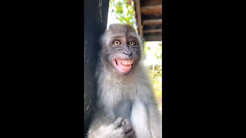 Funniest Monkey Smile ~ Crazy Funny Monkey Videos