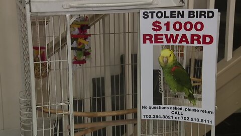 42-year-old parrot stolen from downtown business in the dead of night