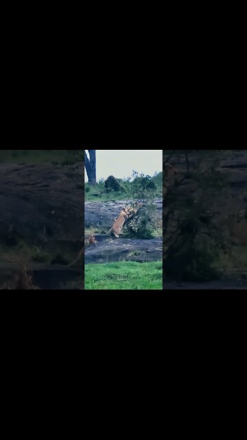 Full Of Energy! #shorts shorts | #ShortsAfrica