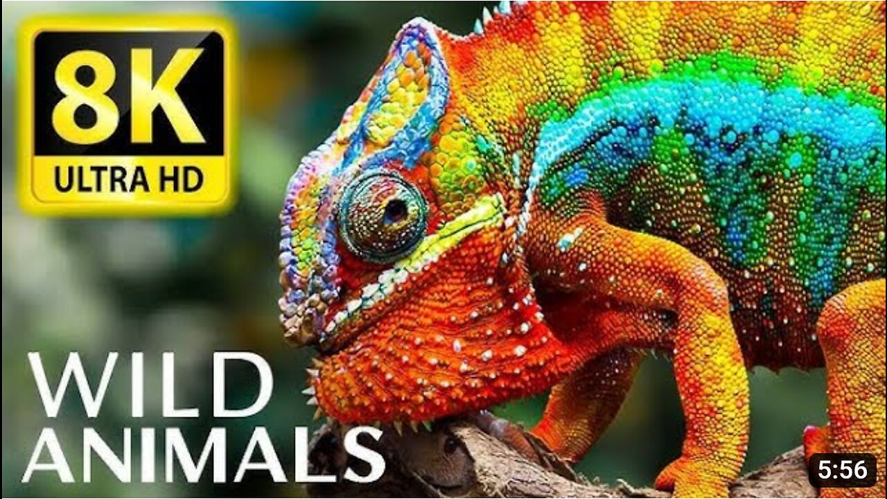 Wild Life