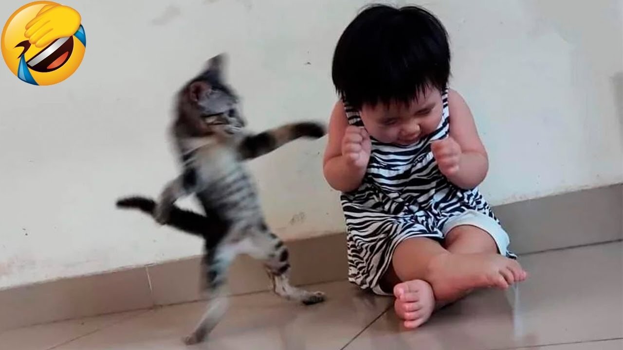 Cute and funny cat videos