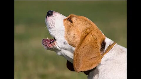 TOP 10 dog barking videos compilation